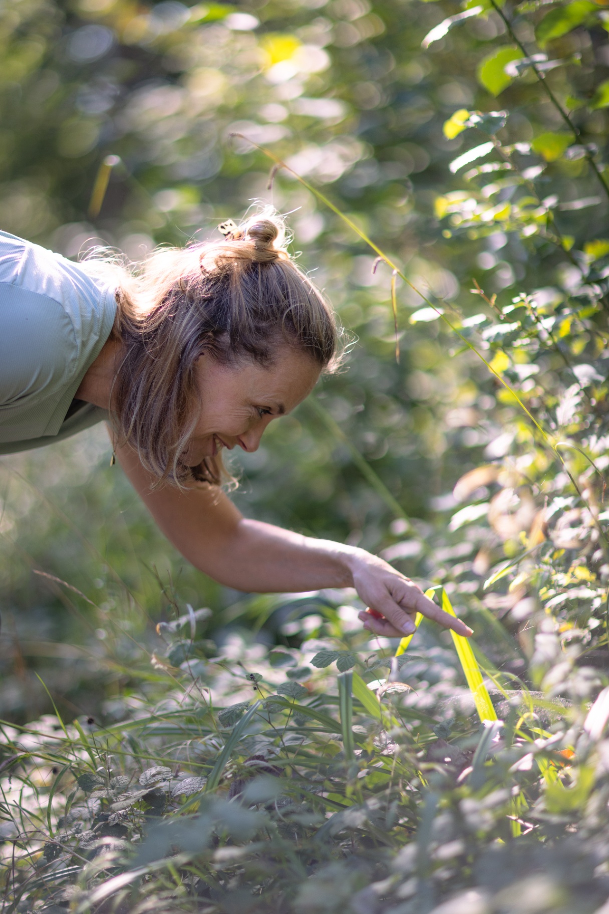 Pflanzen am Wegrand entdecken